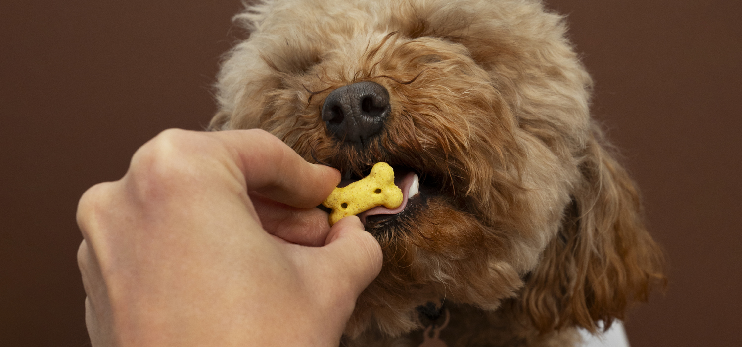 recette biscuit pour chien naturel.jpg